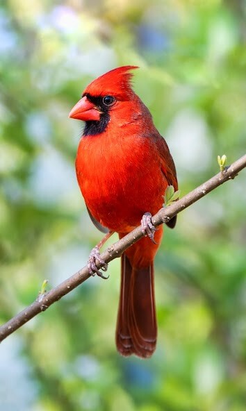 Run android online APK Cardinal Birds Sounds from MyAndroid or emulate Cardinal Birds Sounds using MyAndroid