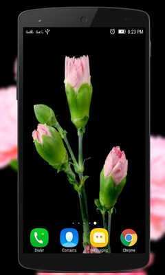 Emulate Android APK Carnation Live Wallpaper