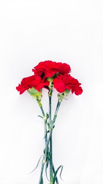 Run android online APK Carnation Wallpaper from MyAndroid or emulate Carnation Wallpaper using MyAndroid Run android online APK Carnation Wallpaper from MyAndroid or emulate Carnation Wallpaper using MyAndroid
