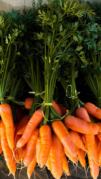 Run android online APK Carrot Wallpaper from MyAndroid or emulate Carrot Wallpaper using MyAndroid Run android online APK Carrot Wallpaper from MyAndroid or emulate Carrot Wallpaper using MyAndroid