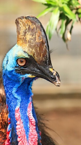 Run android online APK Cassowaries Wallpaper from MyAndroid or emulate Cassowaries Wallpaper using MyAndroid Run android online APK Cassowaries Wallpaper from MyAndroid or emulate Cassowaries Wallpaper using MyAndroid