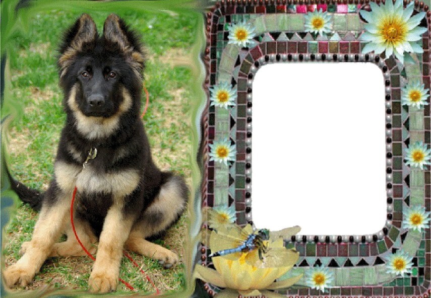 Run android online APK Cat And Dog Photo Frames from MyAndroid or emulate Cat And Dog Photo Frames using MyAndroid Run android online APK Cat And Dog Photo Frames from MyAndroid or emulate Cat And Dog Photo Frames using MyAndroid