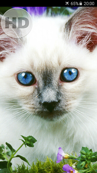 Run android online APK Cat and Kitten Wallpaper from MyAndroid or emulate Cat and Kitten Wallpaper using MyAndroid