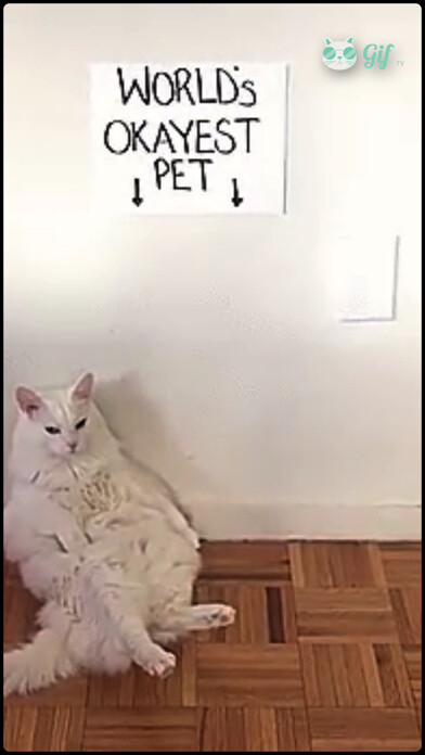 Emulate iPhone app Cat GIF TV using MyAndroid Emulate iPhone app Cat GIF TV using MyAndroid
