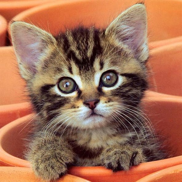 Emulate iPhone app Cat Jigsaw Puzzles using MyAndroid