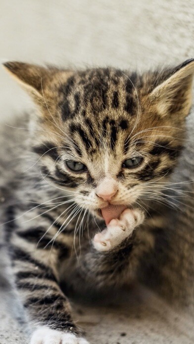 Emulate iPhone app Cat & Kitten Wallpapers - meow using MyAndroid