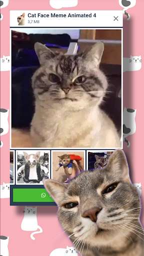 Run android online APK Cat Meme Face Animated Stickers For WA from MyAndroid or emulate Cat Meme Face Animated Stickers For WA using MyAndroid