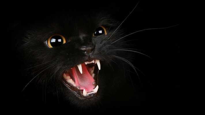 Emulate Android APK Cat part 1