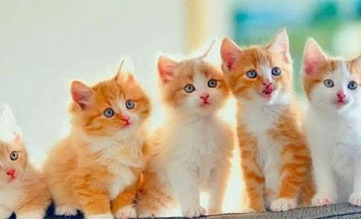 Run android online APK Cat Pictures from MyAndroid or emulate Cat Pictures using MyAndroid Run android online APK Cat Pictures from MyAndroid or emulate Cat Pictures using MyAndroid