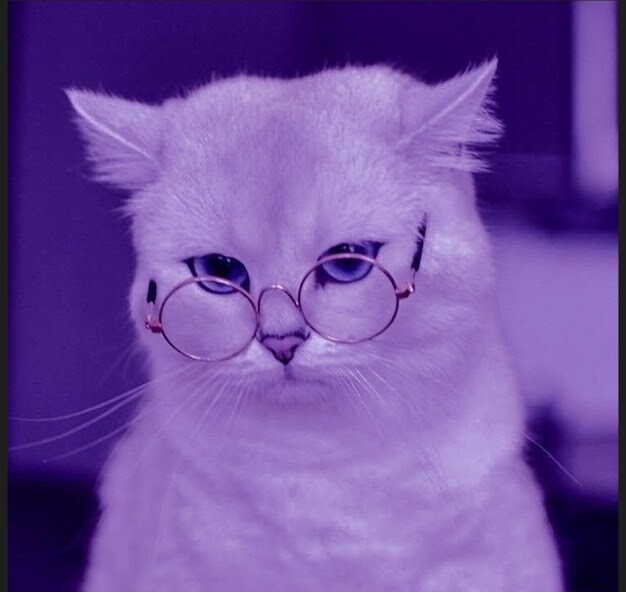 Run android online APK cat profile picture from MyAndroid or emulate cat profile picture using MyAndroid Run android online APK cat profile picture from MyAndroid or emulate cat profile picture using MyAndroid