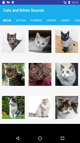 Run android online APK Cats and Kittens Sounds from MyAndroid or emulate Cats and Kittens Sounds using MyAndroid Run android online APK Cats and Kittens Sounds from MyAndroid or emulate Cats and Kittens Sounds using MyAndroid