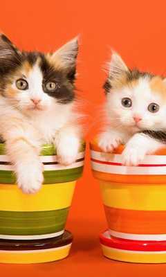 Emulate Android APK Cats and Kittens Themes