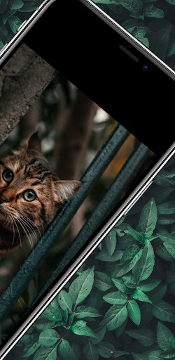 Run android online APK cats images - pictures 4k : cats videos from MyAndroid or emulate cats images - pictures 4k : cats videos using MyAndroid Run android online APK cats images - pictures 4k : cats videos from MyAndroid or emulate cats images - pictures 4k : cats videos using MyAndroid
