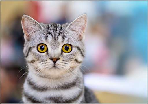Run android online APK Cats Jigsaw Puzzles Collection from MyAndroid or emulate Cats Jigsaw Puzzles Collection using MyAndroid