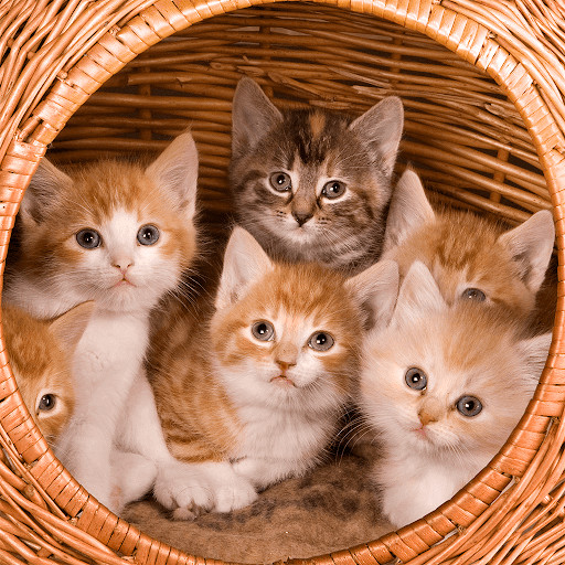 Run android online APK Cats & Kittens Jigsaw Puzzles from MyAndroid or emulate Cats & Kittens Jigsaw Puzzles using MyAndroid