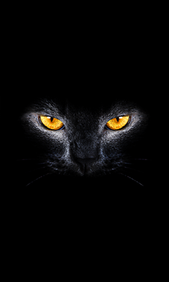 Emulate Android APK Cats  Kittens Sounds