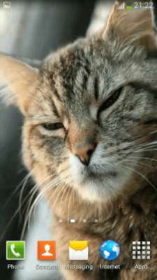 Emulate Android APK Cats Video Wallpapers Emulate Android APK Cats Video Wallpapers