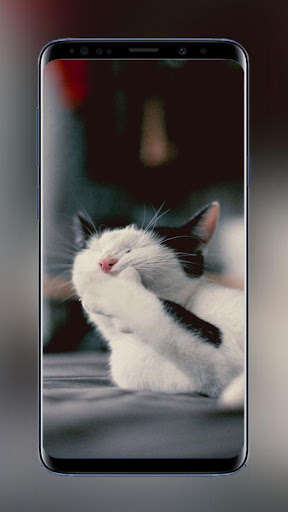 Run android online APK Cats Wallpapers HD Amazing Beautiful and Originals from MyAndroid or emulate Cats Wallpapers HD Amazing Beautiful and Originals using MyAndroid Run android online APK Cats Wallpapers HD Amazing Beautiful and Originals from MyAndroid or emulate Cats Wallpapers HD Amazing Beautiful and Originals using MyAndroid