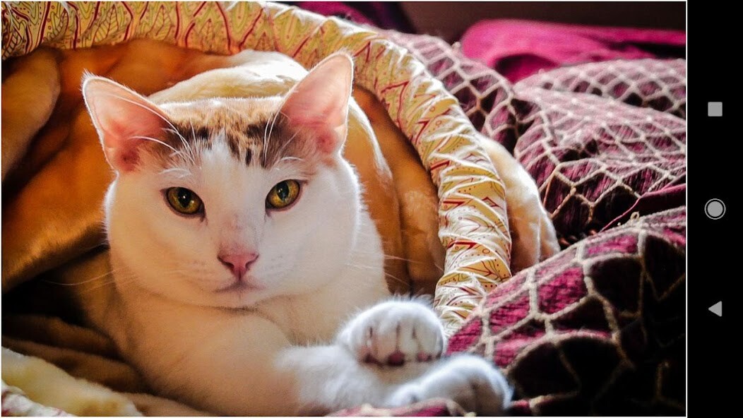 Run android online APK Cat Themes: Cat Wallpapers from MyAndroid or emulate Cat Themes: Cat Wallpapers using MyAndroid
