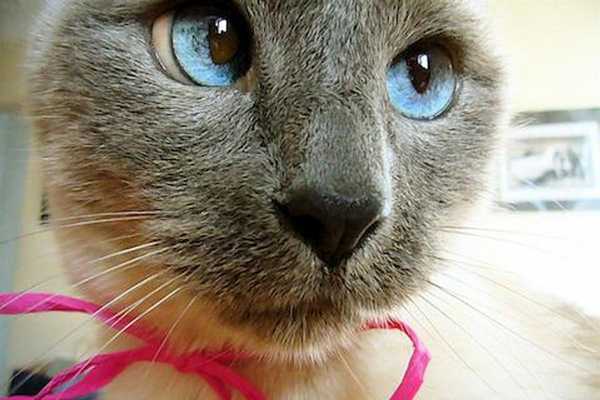 Emulate Android APK Cat Wallpaper 4