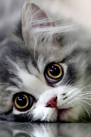 Run android online APK Cat Wallpaper Collections from MyAndroid or emulate Cat Wallpaper Collections using MyAndroid Run android online APK Cat Wallpaper Collections from MyAndroid or emulate Cat Wallpaper Collections using MyAndroid