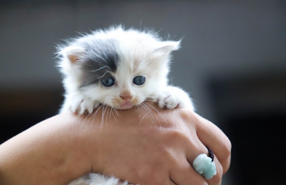 Run android online APK Cat wallpapers - cute pictures from MyAndroid or emulate Cat wallpapers - cute pictures using MyAndroid Run android online APK Cat wallpapers - cute pictures from MyAndroid or emulate Cat wallpapers - cute pictures using MyAndroid