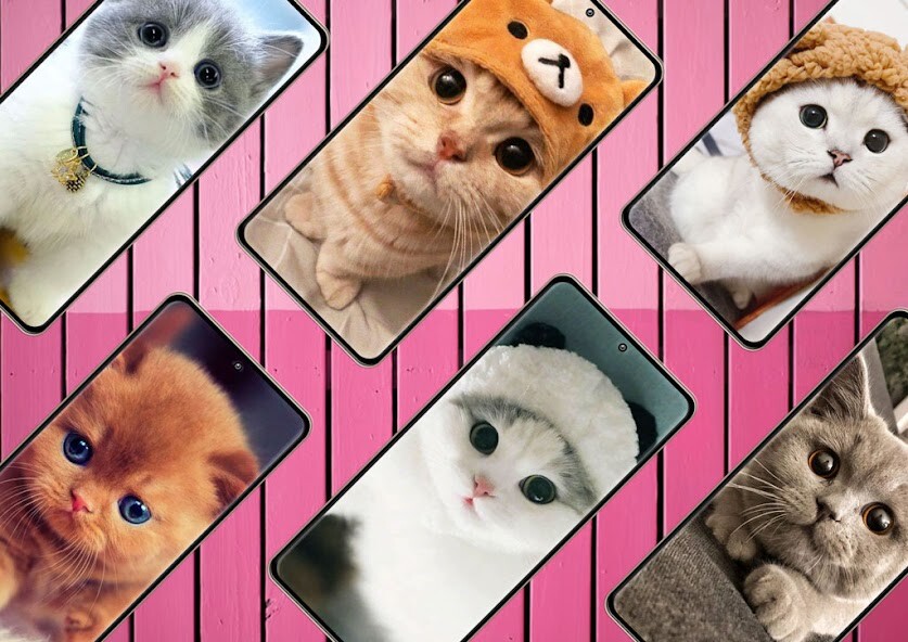 Run android online APK Cat Wallpapers Cute from MyAndroid or emulate Cat Wallpapers Cute using MyAndroid Run android online APK Cat Wallpapers Cute from MyAndroid or emulate Cat Wallpapers Cute using MyAndroid