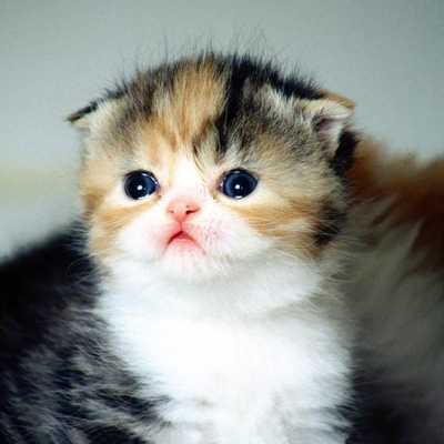 Emulate Android APK CAT Wallpapers v1 Emulate Android APK CAT Wallpapers v1