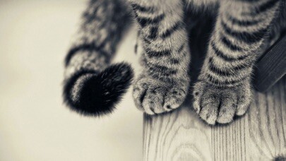 Emulate iPhone app Cat Wallpaper Top HD using MyAndroid Emulate iPhone app Cat Wallpaper Top HD using MyAndroid