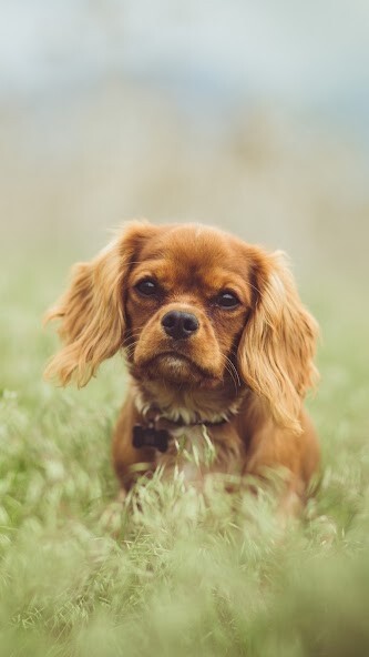 Run android online APK Cavalier King Charles Spaniel from MyAndroid or emulate Cavalier King Charles Spaniel using MyAndroid Run android online APK Cavalier King Charles Spaniel from MyAndroid or emulate Cavalier King Charles Spaniel using MyAndroid
