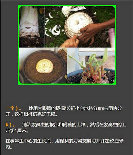 Run android online APK cavendish banana cultivation from MyAndroid or emulate cavendish banana cultivation using MyAndroid