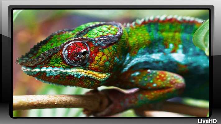 Emulate Android APK Chameleon Pack 2 Wallpaper Emulate Android APK Chameleon Pack 2 Wallpaper
