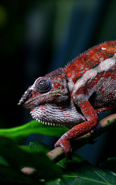Run android online APK Chameleon Wallpaper Collection from MyAndroid or emulate Chameleon Wallpaper Collection using MyAndroid