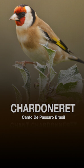 Run android online APK Chant Chardonneret from MyAndroid or emulate Chant Chardonneret using MyAndroid Run android online APK Chant Chardonneret from MyAndroid or emulate Chant Chardonneret using MyAndroid