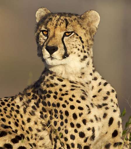 Run android online APK Cheetah (animal) sounds ~ Sboard.pro from MyAndroid or emulate Cheetah (animal) sounds ~ Sboard.pro using MyAndroid