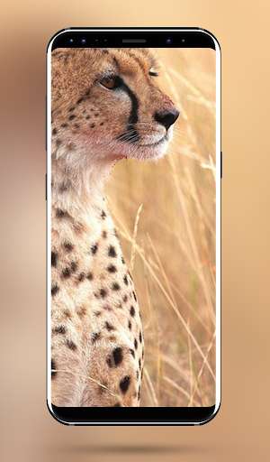 Run android online APK Cheetah HD Wallpapers  - 4k & Full HD Wallpapers from MyAndroid or emulate Cheetah HD Wallpapers  - 4k & Full HD Wallpapers using MyAndroid