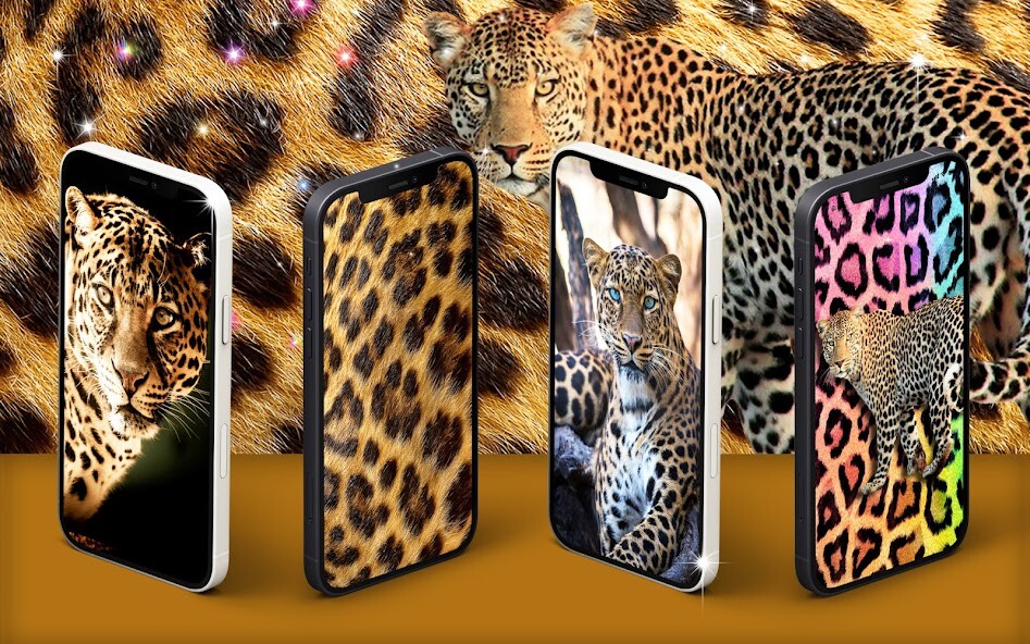 Run android online APK Cheetah leopard live wallpaper from MyAndroid or emulate Cheetah leopard live wallpaper using MyAndroid