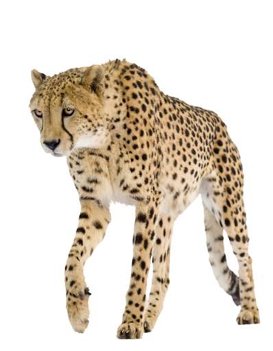 Run android online APK Cheetah the fastest animal from MyAndroid or emulate Cheetah the fastest animal using MyAndroid Run android online APK Cheetah the fastest animal from MyAndroid or emulate Cheetah the fastest animal using MyAndroid