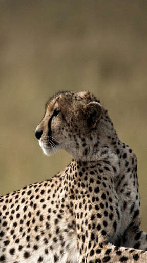 Run android online APK Cheetah Wallpapers - Cheetah Backgrounds from MyAndroid or emulate Cheetah Wallpapers - Cheetah Backgrounds using MyAndroid