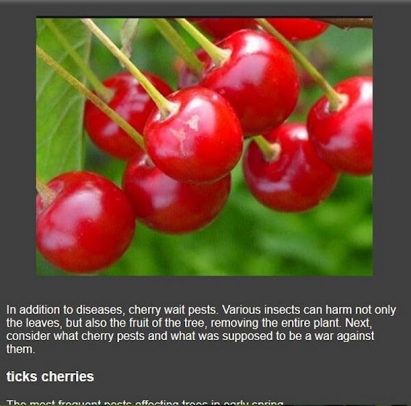 Run android online APK cherry fruit cultivation from MyAndroid or emulate cherry fruit cultivation using MyAndroid Run android online APK cherry fruit cultivation from MyAndroid or emulate cherry fruit cultivation using MyAndroid