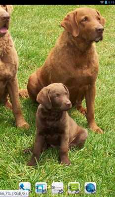 Emulate Android APK Chesapeake Bay Retriever Theme Emulate Android APK Chesapeake Bay Retriever Theme