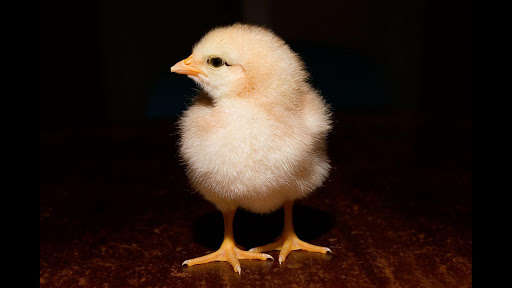 Run android online APK Chicken. Animals Wallpapers from MyAndroid or emulate Chicken. Animals Wallpapers using MyAndroid Run android online APK Chicken. Animals Wallpapers from MyAndroid or emulate Chicken. Animals Wallpapers using MyAndroid