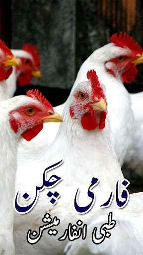 Run android online APK Chicken Farm Information from MyAndroid or emulate Chicken Farm Information using MyAndroid
