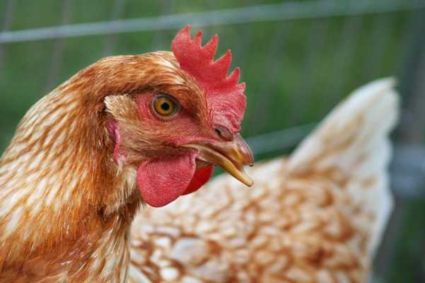 Emulate Android APK Chickens Wallpaper Images Emulate Android APK Chickens Wallpaper Images