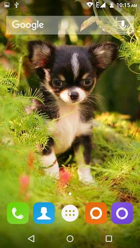 Emulate Android APK Chihuahua Dog Wallpapers Hd Emulate Android APK Chihuahua Dog Wallpapers Hd