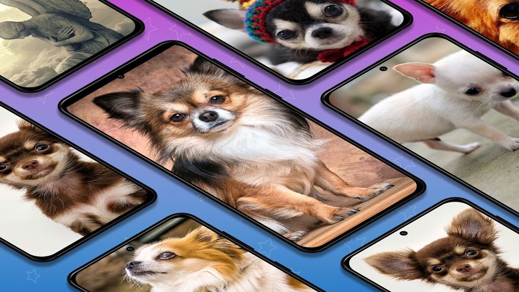 Run android online APK Chihuahuas dog wallpapers from MyAndroid or emulate Chihuahuas dog wallpapers using MyAndroid Run android online APK Chihuahuas dog wallpapers from MyAndroid or emulate Chihuahuas dog wallpapers using MyAndroid