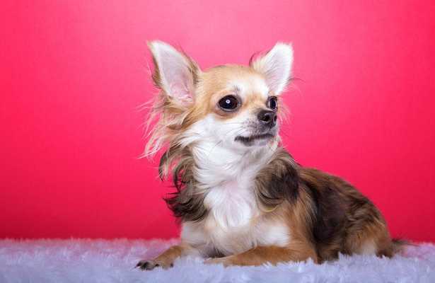 Emulate Android APK Chihuahuas Wallpaper Emulate Android APK Chihuahuas Wallpaper