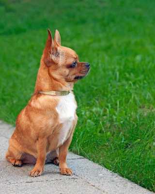Emulate Android APK Chihuahua Wallpaper For Free Emulate Android APK Chihuahua Wallpaper For Free