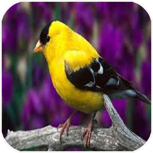 Run android online APK Chirping Bird Farming from MyAndroid or emulate Chirping Bird Farming using MyAndroid Run android online APK Chirping Bird Farming from MyAndroid or emulate Chirping Bird Farming using MyAndroid