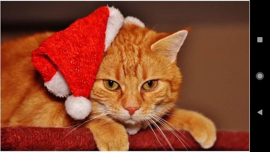 Run android online APK Christmas Cat Wallpapers from MyAndroid or emulate Christmas Cat Wallpapers using MyAndroid